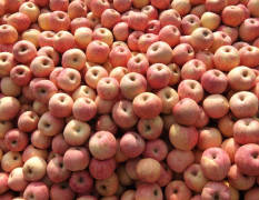 莱阳高格庄镇自产自销红富士苹果，75以上