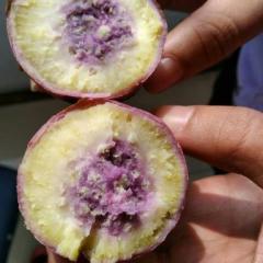 河南南阳红薯基地各种红薯