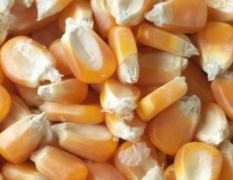玉米收购企业 常年求购玉米高粱大豆碎米荞麦