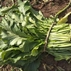 2017槐荫雪里蕻，株高约55厘米