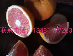 富川中国脐橙之乡，富川脐橙品质极桂