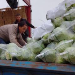 湖北省嘉鱼县11月小甘蓝 赵兰代办