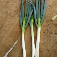 福建省漳州市的铁杆大葱大量上市中