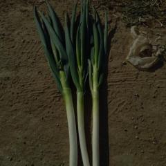 青岛平度的铁杆钢葱陆续上市