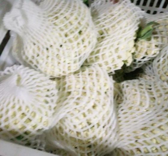 2018年江苏沛县白面青梗松花菜价格