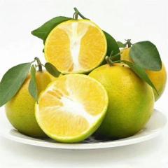 韶关仁化县面积皇帝柑种植上百亩