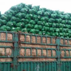 湖北嘉鱼中甘21甘蓝保持平稳