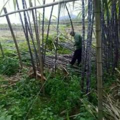 翁源甘蔗 热情带客，真诚相待