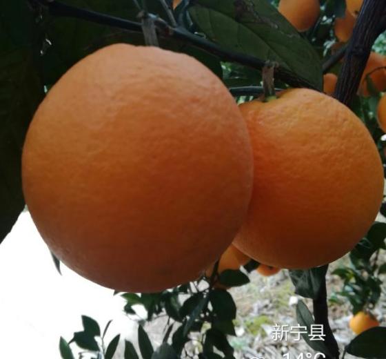 2017年湖南新宁纽荷尔脐橙价格
