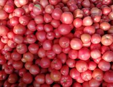 东昌府我地硬粉系列西红柿，每年七月份上市