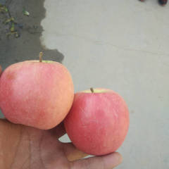 陕西大荔 陕西粉红女士已经大量上市