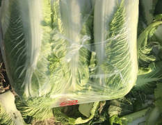 滕州北京新三号白菜 可做塑料袋，散装