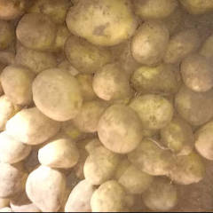 四子王旗1000吨精品克星出售，价不高