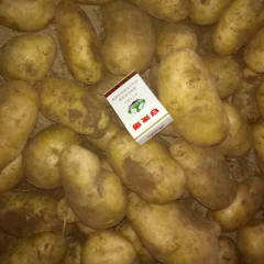 武川3000吨精品夏坡蒂，荷十五出库