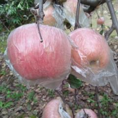 陕西省，大荔县，两宜镇长年代办个种水果