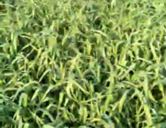 禹州蒜苗优选蒜苗品种，自家有二十亩地