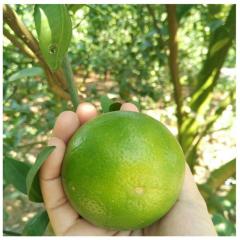 中国柑橘看广西，广西柑橘看武鸣