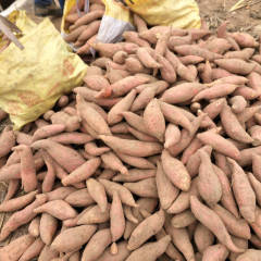 2017夏津红薯 按客户需求进行分捡装箱