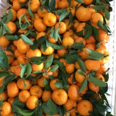 广东惠州海吉星 南丰蜜桔柑橘著