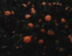 2017全州柑橘价格 今年南丰密橘开始上市了