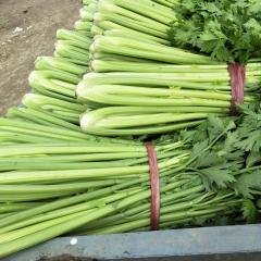 聊城沙镇苇园蔬菜市场大量供应优质大棚芹菜