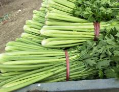 聊城沙镇苇园蔬菜市场大量供应优质大棚芹菜