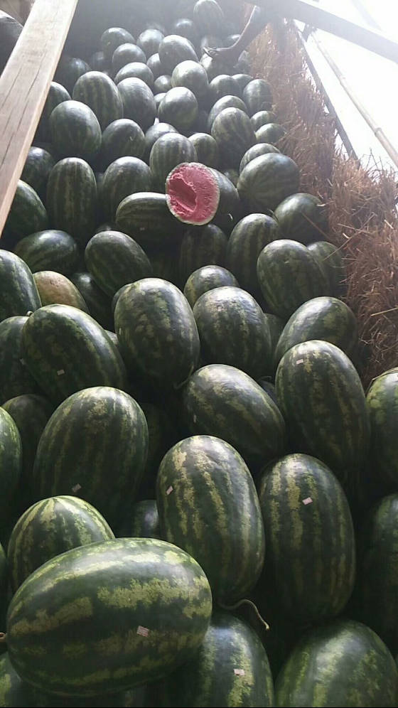 2018年01月13日瑞丽皮二(855)报价- 西瓜商情网