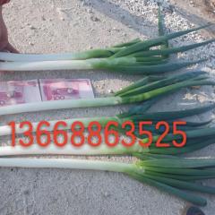 平度代收代加工大葱土豆白菜等各种蔬菜