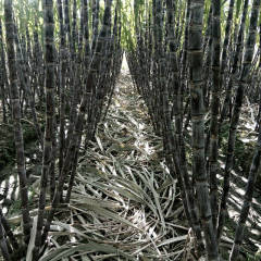 浙江温岭黑皮甘蔗，节长节粗