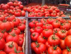 黑山县现在有新下的柿子，货量大