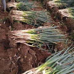 滕州市界河镇万亩长白大葱和铁杆钢葱