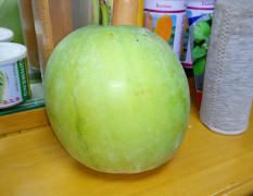 西乡塘冬瓜种子 1到10公斤采摘的新品种小冬瓜