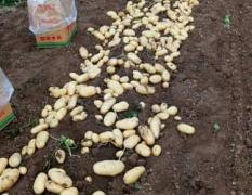 山东滕州市常年种植大棚土豆