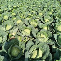 钟祥甘蓝 甘蓝大量上市，价格便宜