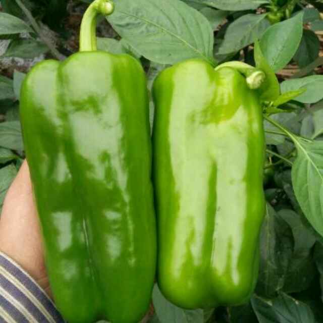 供应商河太空椒辣椒太空椒又称青椒菜椒