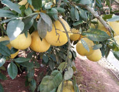 常德市桃源县有大量蜜柚急需销售