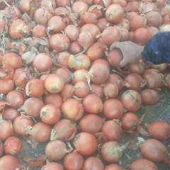 高台黄皮洋葱 最近市场走货一般～产地货源充足