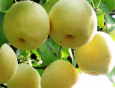 山西清徐本人种植着一百多亩梨树，有酥梨