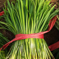 乐亭韭菜叶片宽厚,颜色深绿