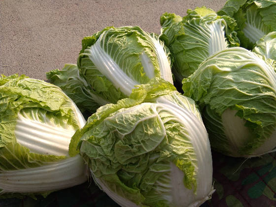 焦作市修武县郇封乡后雁门村秦白2号_白菜价格行情_蔬菜商情网