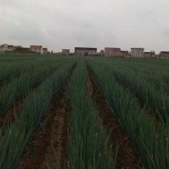 江苏启车 大葱／钢葱预售