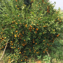 广西江洲沙糖桔