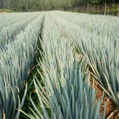 安丘:凌河秋冬季节，铁秆大葱质量很好