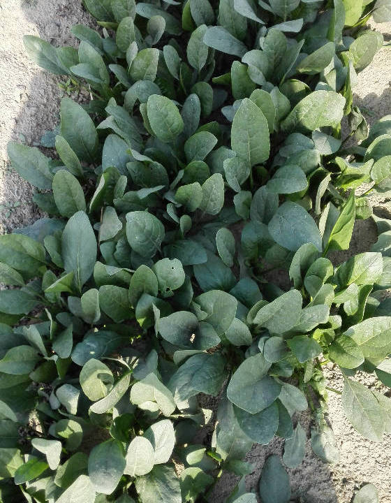 供应:2017单县菠菜一年一度的菠菜又上市了