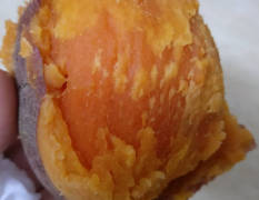 海丰常年出售:广薯87--西瓜红