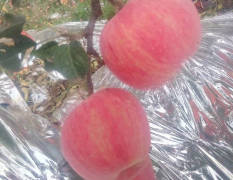 山西红富士苹果有光果，膜代红富士