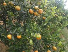 江洲默科特柑橘 有现货，