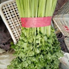 山东泗水县芹菜大量上市