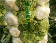 夏邑青杂三号是商丘地区种植最大白菜基地