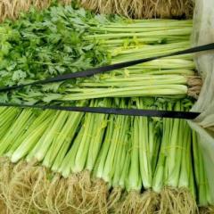 沂南大棚西芹大量上市了